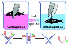 DNA tweezers from the scientific article