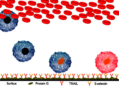 Diagram of the gluing process. Illustration - Cornell University