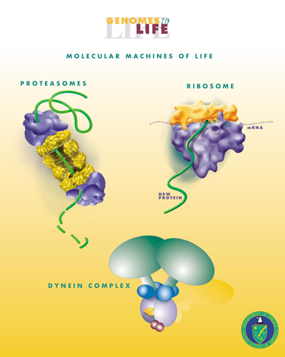 Molecular machines. (Source: Wikipedia)