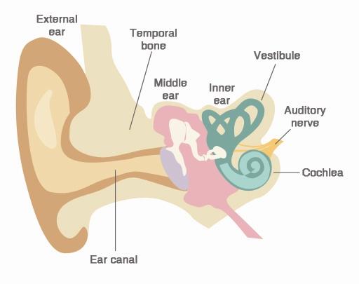 תרשים של האוזן האנושית