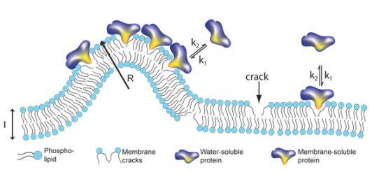 G protein activity. Figure: University of Copenhagen