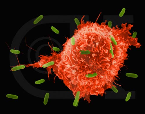 T cells. From Wikimedia