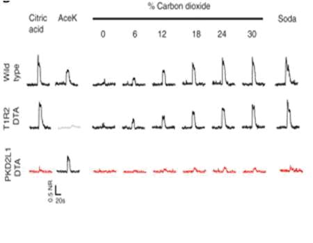 The image from the article: comparing the signals obtained from different mice for different substances. In the top row, a normal mouse, in the second row a mouse without the ability to taste sweet, in the third row (in red) a mouse without the ability to taste sour. It can be seen that the mice that do not feel sour did not react to citric acid, to rising concentrations of carbon dioxide and to soda.