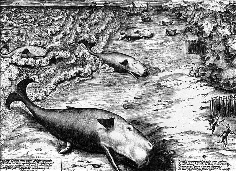 שלושה לווייתנים על החוף - תחריט של  האמן ההולנדי Jan Wierix משנת 1577