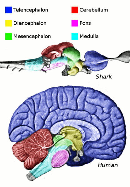 אזורי המוח בבעלי חוליות (למעלה - כריש, למטה - אדם). מקור - ויקימדיה קומונס