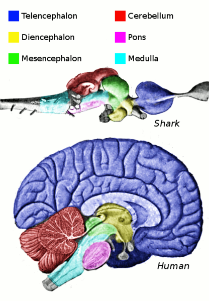 The regions of the brain in vertebrates (above - shark, below - man). Source - Wikimedia Commons