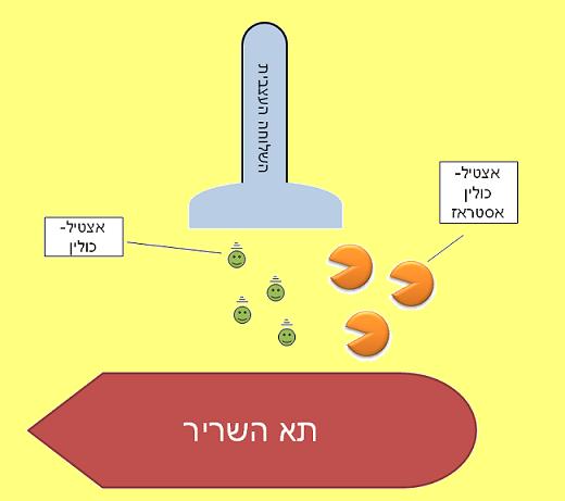 מבנה התפר שבין השרירים והעצבים, המקום שבו תוקף גז הסארין