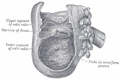 The Pendzit Chart from the Gray Atlas