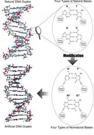 תהליך יצירת ה-DNA המלאכותי