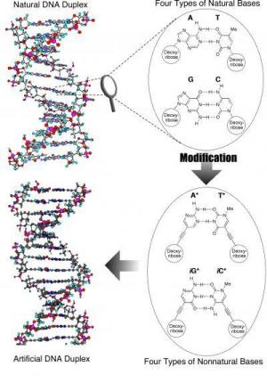 תהליך יצירת ה-DNA המלאכותי תהליך יצירת ה-DNA המלאכותי