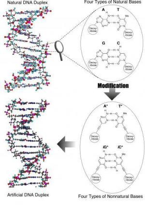 The process of creating the artificial DNA