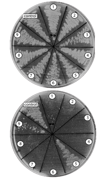 Normal bacteria (above) grow and multiply on a petri dish, while bacteria that have been injected with a lethal gene, detected using the ditta developed by D