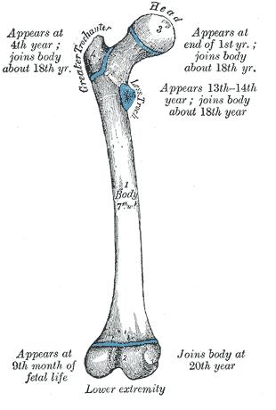 Human femur. From Wikipedia