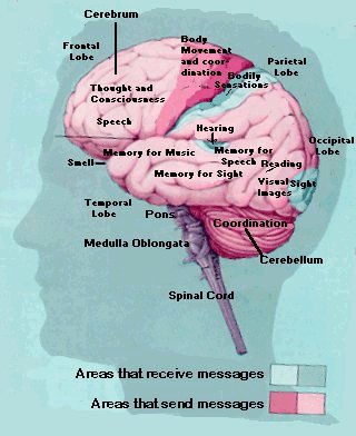 מבנה המוח. מתוך אתר אוניברסיטת חיפה