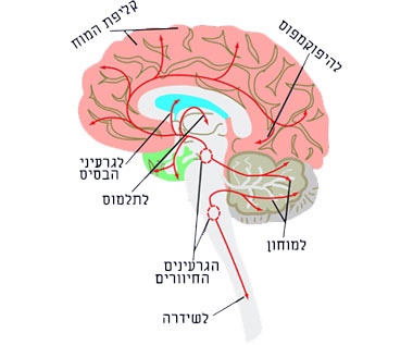 ﻿סיבוֹני עצב סֶרוטונרגיים מגיעים לאזורים רבים במוח