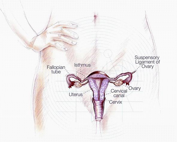 the womb Illustration: GlaxoSmithKline