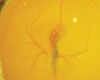 A genetically modified chicken embryo (in the center, against the background of the yolk sac in which it is developing), which expresses a gene for microRNA only on one side of the body. The bluish color indicates the place where the microRNA is expressed