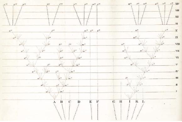 مخطط داروين. على أنواع المحور X، وعلى المحور Y بالأحرف الرومانية فترات زمنية كبيرة