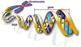 الحمض النووي – بتفاصيله – من الكروموسوم إلى الجين. الشكل: نظام معلومات إدارة الجينوم، مختبر أوك ريدج الوطني