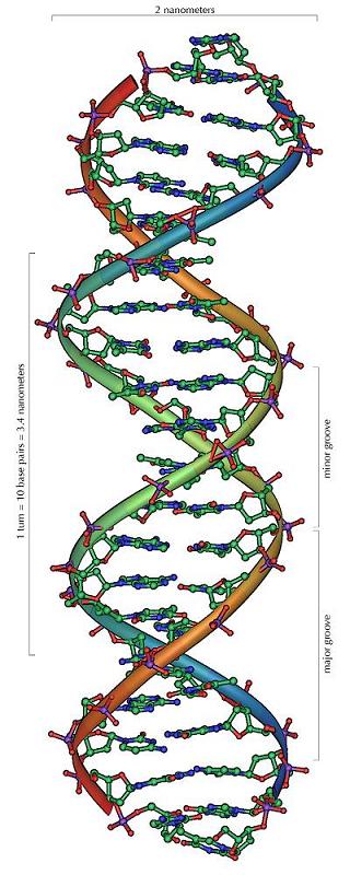 DNA - איור, מאת מיכאל סטרוק, ויקיפדיה