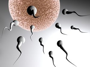 fertilization. Illustration - free image http://www.sxc.hu/photo/916142