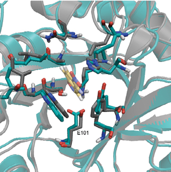 Deciphering the spatial structure of the enzyme molecule using an X-ray scattering technique confirmed that the actual structure (in light blue) is almost exactly the same as the one designed using the computer software (in gray). In the center, in yellow, is the molecule on which the enzyme performs the chemical activity (the substrate)