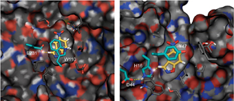 Two possibilities for the structure of the active site of the enzyme, as designed by the researchers. In the center are the amino acids which are responsible for carrying out the chemical activity - the transfer of the proton. In the background is the protein skeleton that makes up the enzyme