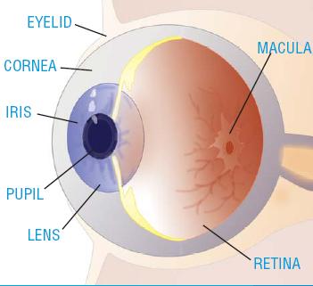 The structure of the eye