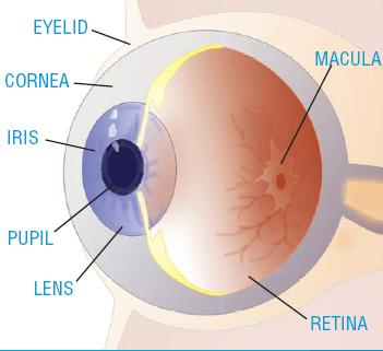 מבנה העין