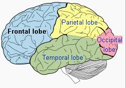 האיזורים השונים במוח. איור מתוך ויקיפדיה