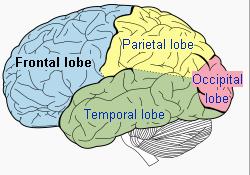 The different areas of the brain. Illustration from Wikipedia