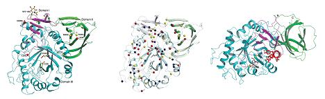 Different graphic configurations of the enzyme glucocerebrosides