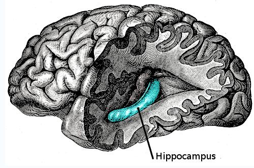 the hippocampus. Illustration - from Wikipedia