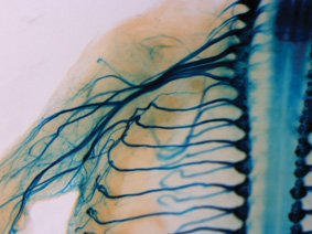 Nerve fibers in the peripheral nervous system of a mouse, stained using a reporter gene expressed in sensory neurons only. The mice were created in the transgenic unit of the Department of Veterinary Resources at the Institute