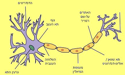 The structure of myelin