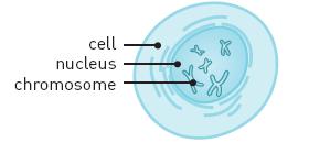 The structure of DNA. From the Nobel Prize website