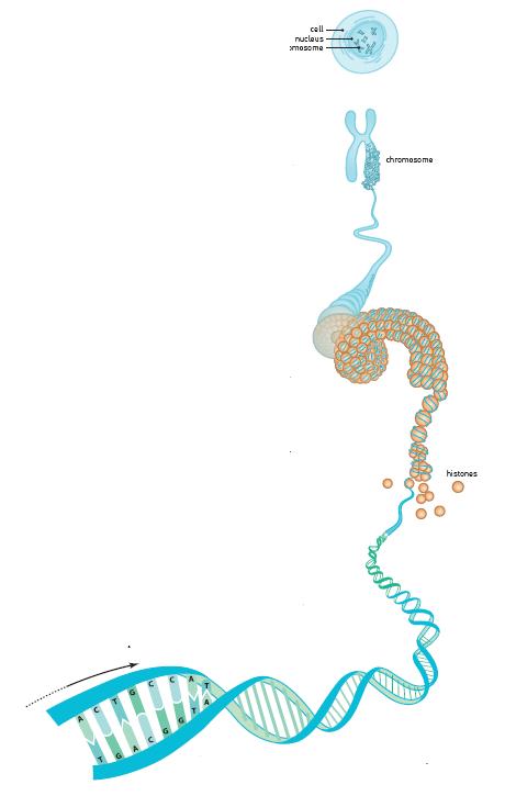 cell structure From the Nobel Prize website