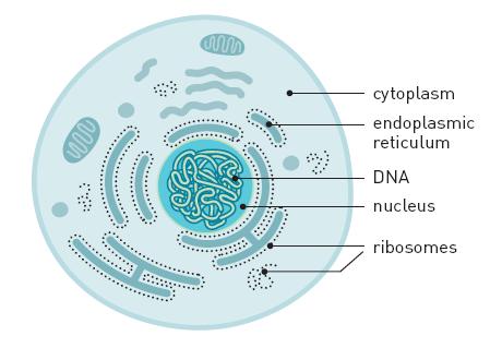 איור 2. חתך רוחב של תא. גודלו של הריבוזום הינו כעשרים וחמישה ננומטרים. חלק מהריבוזומים קשור לרשתית התוך-פלזמית (Endoplasmic reticulum, ER). בתא קיימים עשרות אלפי ריבוזומים