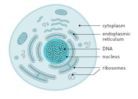 Figure 2. Cross section of a cell. The size of the ribosome is about twenty-five nanometers. Some of the ribosomes are associated with the endoplasmic reticulum (ER). There are tens of thousands of ribosomes in the cell