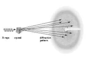 The means used by Prof. Ada Yonat to discover the role of the ribosomes