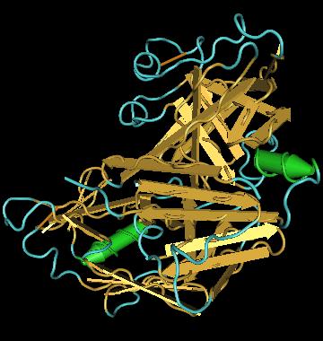 The renin protein molecule