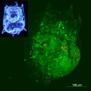 ROTIFER B- لا يتراكم الجسيمات النانوية