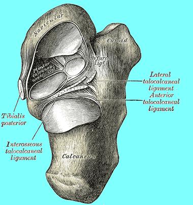 Cartilage structure. From Wikipedia