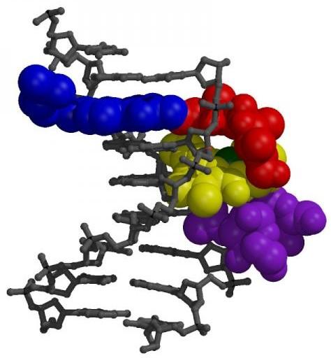 הבליאצימין נצמד לחללים ב-DNA