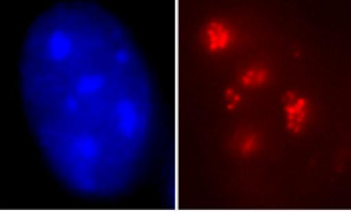 Differentiating stem cells, courtesy of the Hebrew University