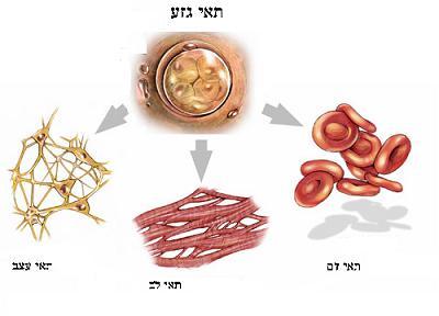 From stem cells to mature cells. www.stemcellresearchfoundation.org