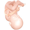 Fetus - week 40 of pregnancy. Close to the birth experience Illustration from Wikipedia