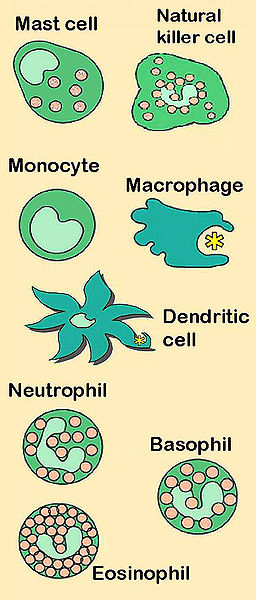 Innate cell types in the immune system. Source Wikimedia Commons