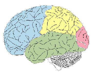 Brain_lobes_color