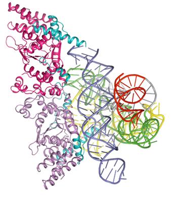 التركيب البلوري للحلقة المفقودة - بروتين قديم متصل بجزيء الحمض النووي الريبي (RNA).